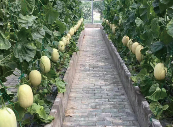 寧波市農科院東錢湖基地云笈智慧農業育苗恒溫系統